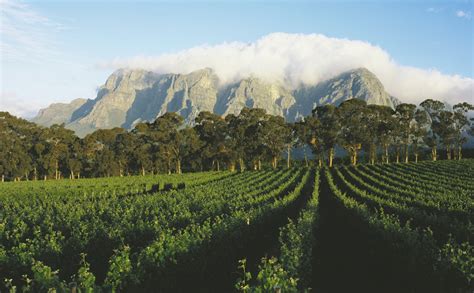 Wine Tasting in South Africa’s Winelands - Vogue