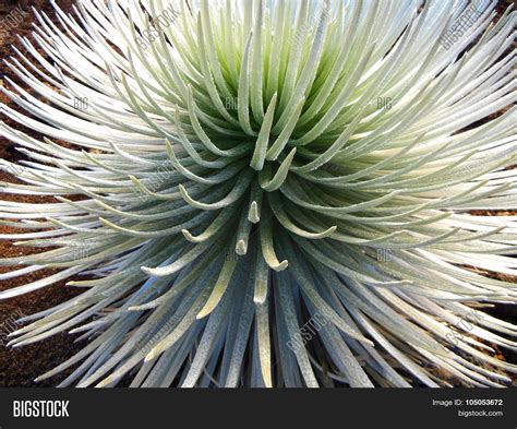 Silversword Plant Image & Photo (Free Trial) | Bigstock