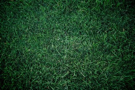 Dark Green Grass for Background. Dark Green Lawn. Background Close-up ...