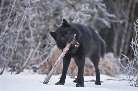 Pin on Mammalia- Canidae