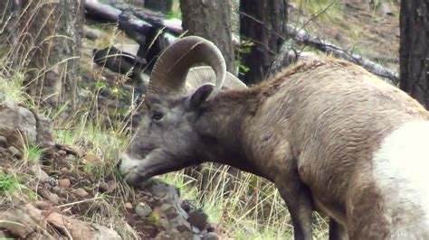 Best of White Mountain Wildlife Part I - Elk, Bear, Deer, and more ...