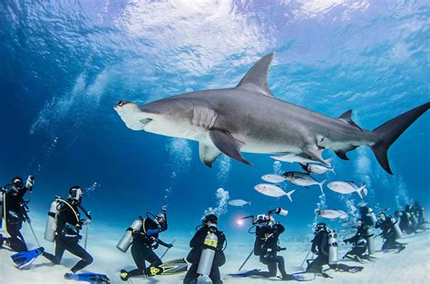 5 Best Place to Dive with Hammerhead Sharks - DivingPicks.com