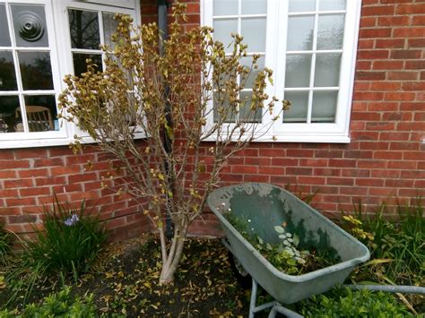 Rachel the Gardener: Hibiscus winter pruning