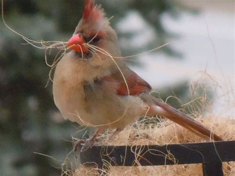 Cardinal building her nest by Luann Carlson on Capture Minnesota ...