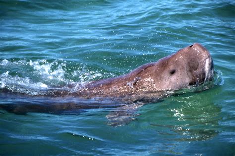 Download Animal Dugong Wallpaper