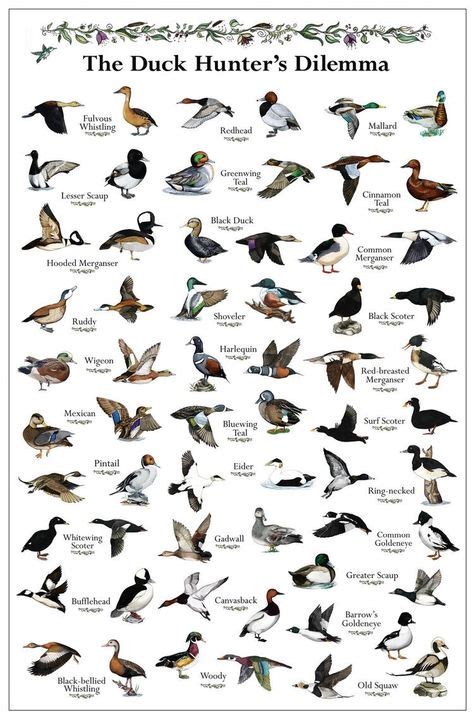 Duck Identification Chart | Duck Identification Chart | Wildfowl | Duck hunting gear, Waterfowl ...