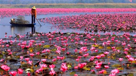 Red Lotus Lake Color Pink Lotus Udon Thani Talay Bua Dang Wallpaper Hd For Desktop Full Screen ...