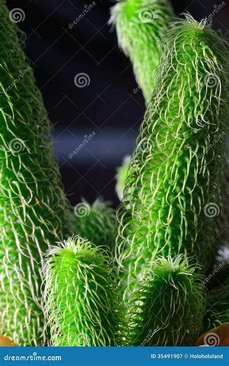 Cactus macro stock image. Image of natural, desert, plants - 35491907