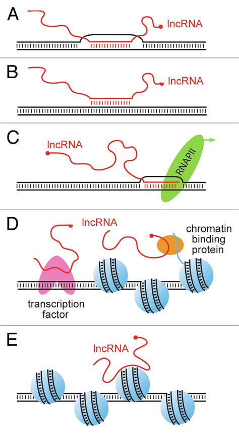 Non Protein Rna Genes Are Best Described as - Hayden-has-Fox