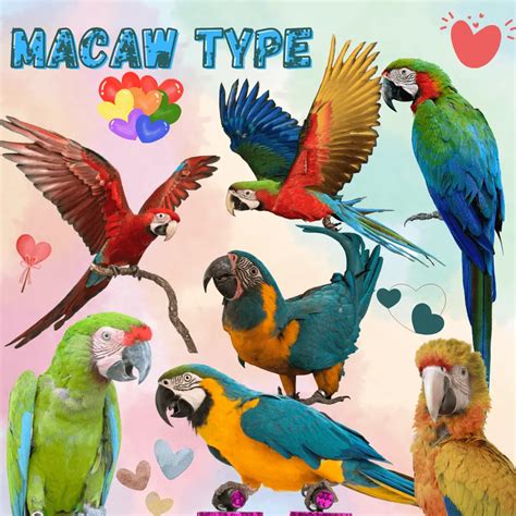 Macaw type - How many macaw species are there