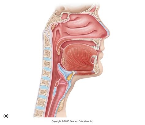 Respiratory System Unlabeled Diagram