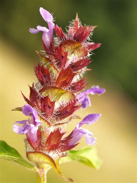 A flowerstand of the Common bugle plant. | Plants, Trees to plant, Flower photos