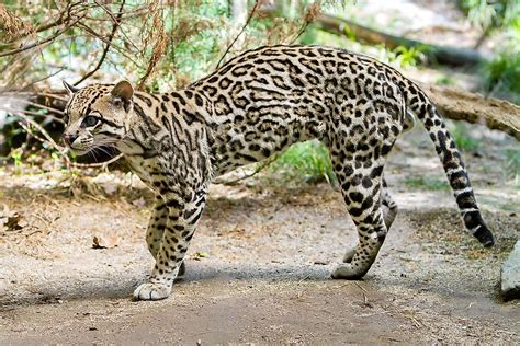 The Wild Cat Species Of Central America - WorldAtlas