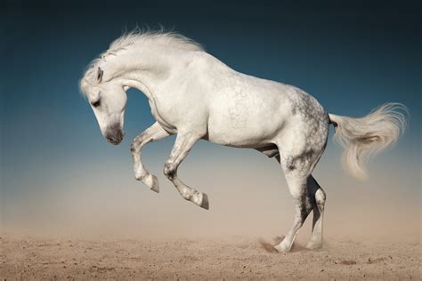 Download Animal Horse 4k Ultra HD Wallpaper