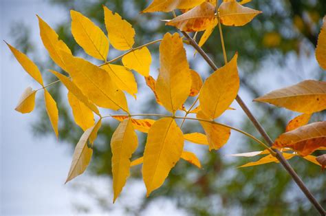 Green Ash Tree Facts, Identification, and Management