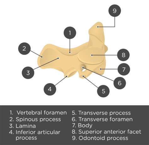 Axis Bone Anatomy | GetBodySmart