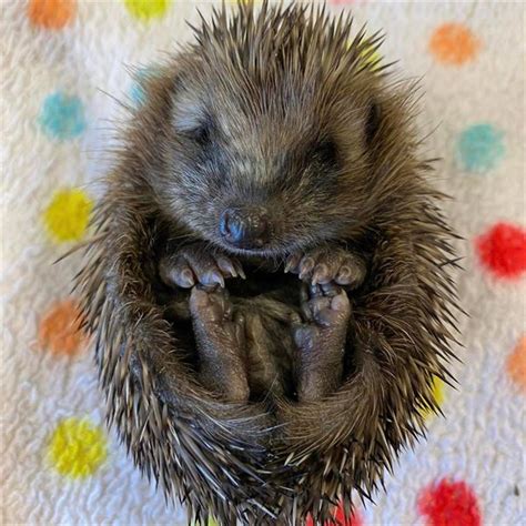 Cuan Wildlife Rescue | Causes | Unity Lottery