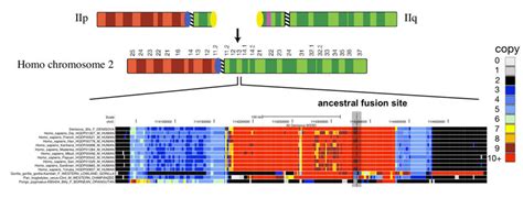 Figure S23: Chromosome 2 fusion in the human lineage involved... | Download Scientific Diagram