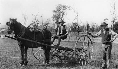 Horse Drawn Hay Rake | Old farm equipment, Farm scene, Old photos