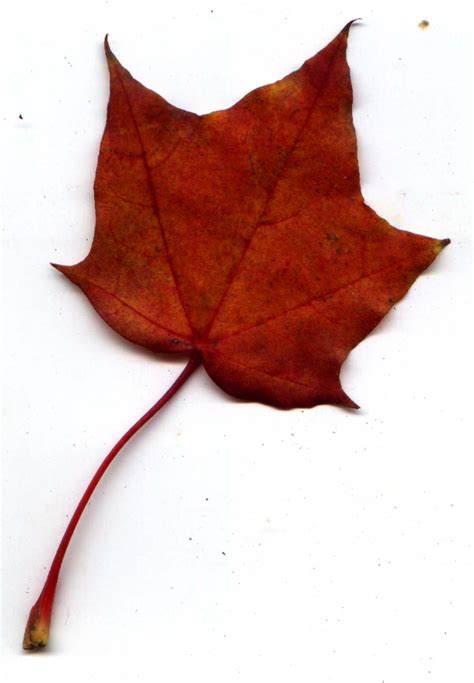 Autumn Leaf 37 by fioletta-stock on DeviantArt