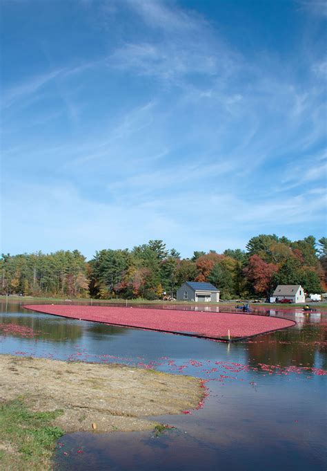 Carol's View Of New England: Cranberry Bog Harvesting