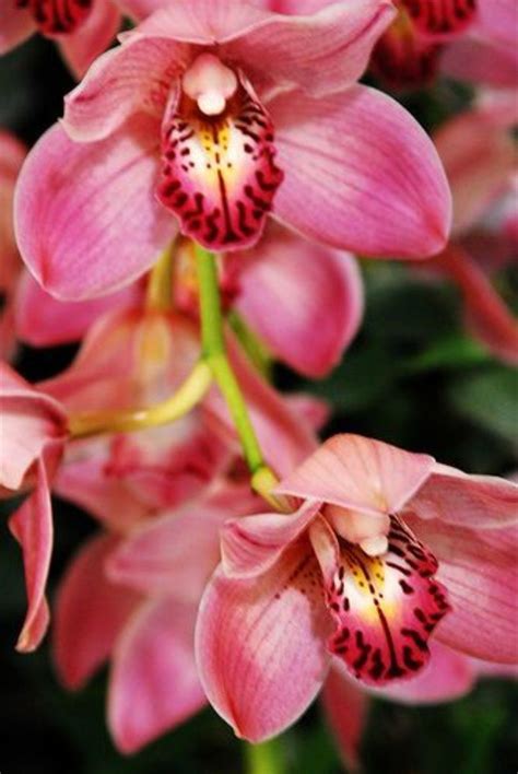 Pin by Mwalimu B on Orchids | Beautiful orchids, Orchids, Amazing flowers