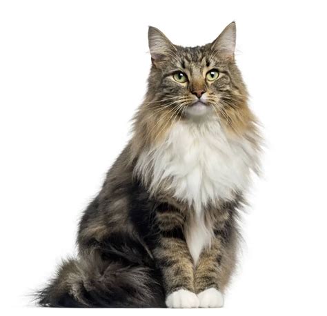 Norwegian Forest Cat Breed Profile • Purrfect Cat Breeds