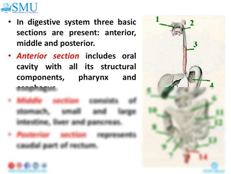 SOLUTION: Histology of oral cavity - Studypool