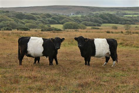 Gower Wildlife: Belted Galloway Cattle on Cefn Bryn