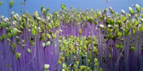 Microgreens Maintenance | Epic Gardening