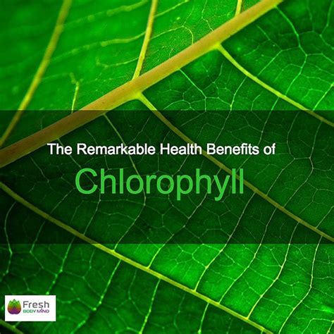 The Remarkable Health Benefits of Chlorophyll | Fresh Body Mind