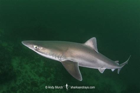 Tope Shark - Galeorhinus galeus