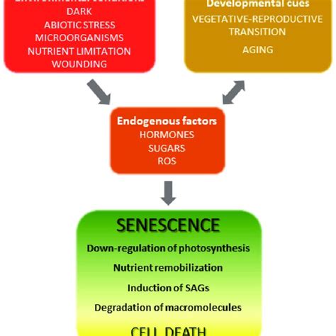 Overview of leaf senescence. The final stages of leaf development are ...