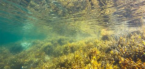 Scientists Warn Climate Change is Destroying CA Kelp Forests – El Observador