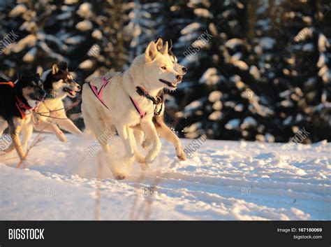 Winter Sled Dog Race Image & Photo (Free Trial) | Bigstock