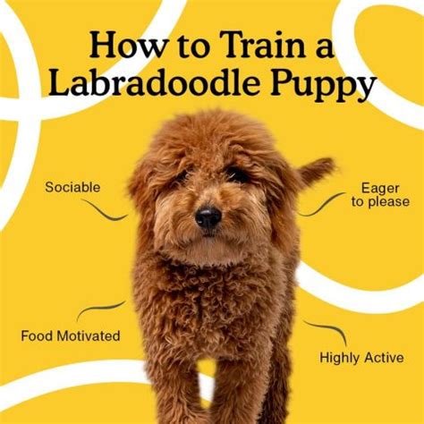 How to Train a Labradoodle Puppy: 8 Week Guide - Zigzag