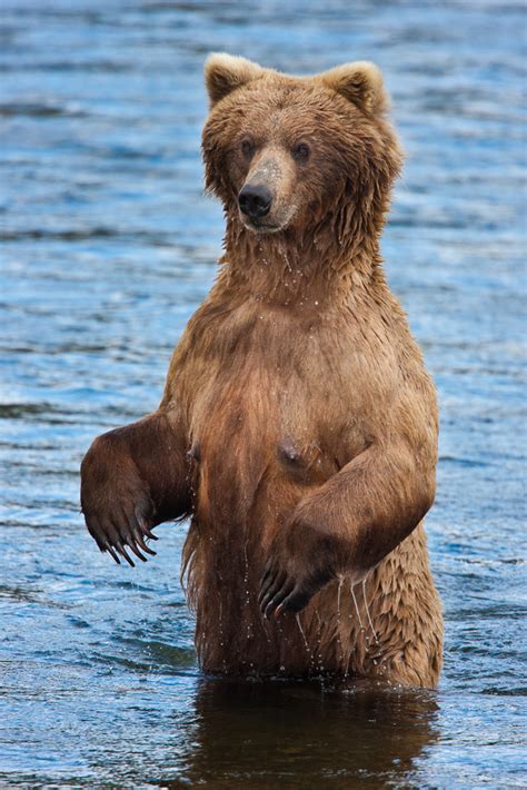 Coastal Brown Bears of Katmai National Park, Alaska [pics] - Matador ...