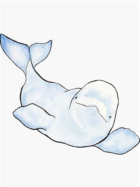 Pin by Stephane Feron on beluga | Whale drawing, Whale illustration, Sea animals drawings