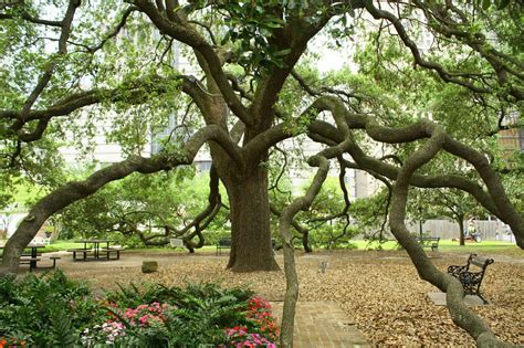 The Best Historic Sites In Houston | The Buckingham Senior Living