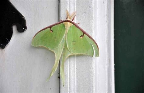 Luna Moth Facts For Kids 2023: Appearance, Habitat, Lifecycle