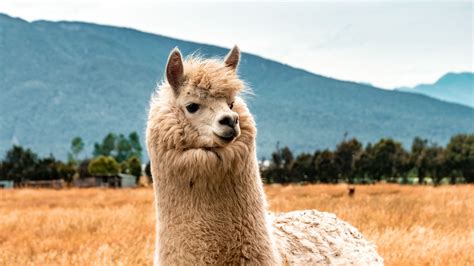 Download wallpaper 1920x1080 llama, animal, fluffy, hill full hd, hdtv, fhd, 1080p hd background