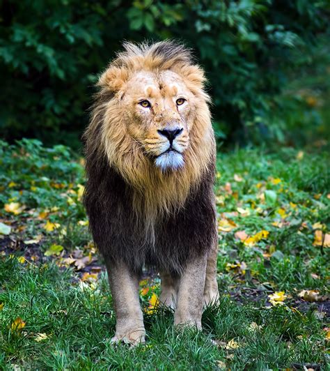 Magnificent male Asiatic Lion | Photographed at Chester Zoo | Flickr