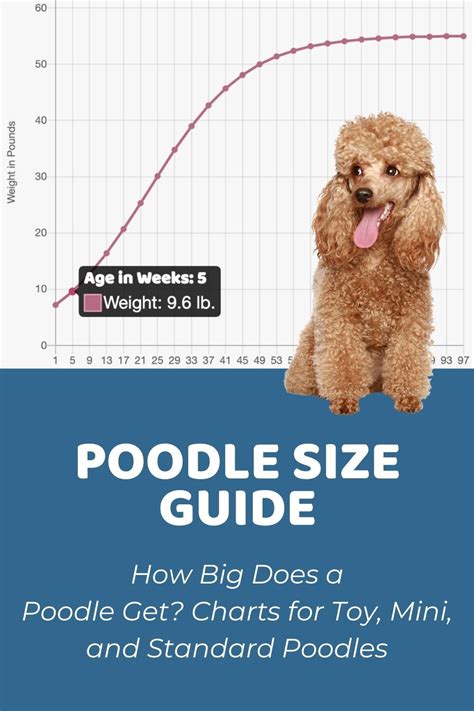 Standard Poodle Growth Chart Female