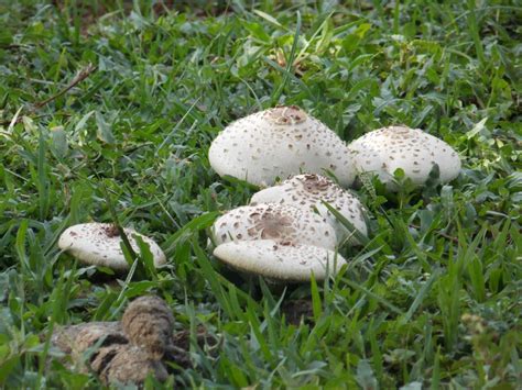 Free Images : grass, fungus, agaric, bolete, agaricus, matsutake, oyster mushroom, edible ...