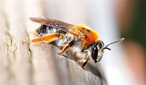 On Black: Honey Bee - Macro Photography by Glenn Scott [Large]