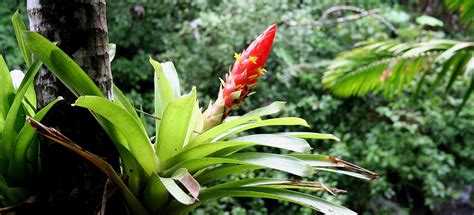 Bromelien – Pflanzen im Regenwald - Abenteuer Regenwald