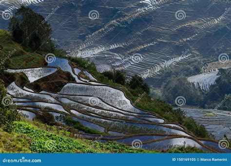 Rice Terraces of Yunnan, China. Stock Image - Image of yunnan ...