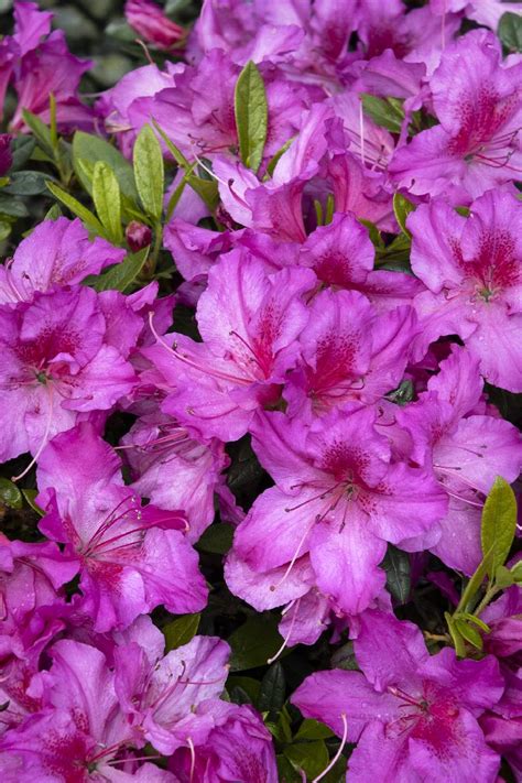 Double Shot® Grape Azalea, Rhododendron x 'RLH1-14P14' PP #24,751