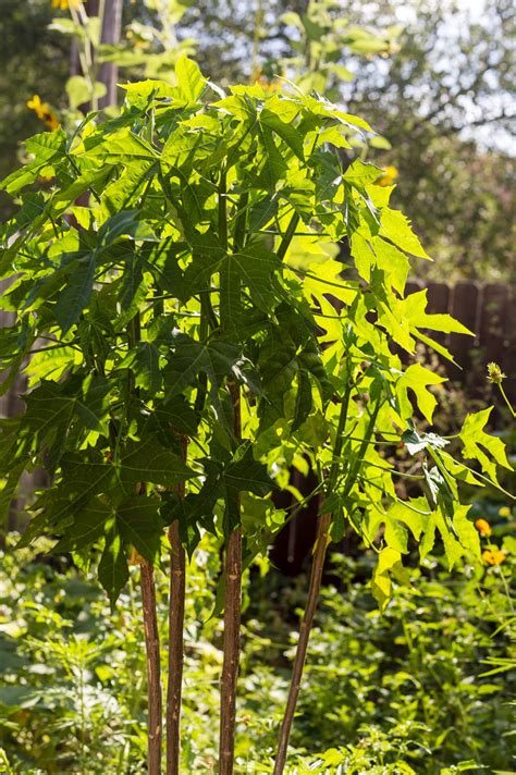 How to Grow Chaya, or 'Tree Spinach', plus Chaya Tamales Recipe