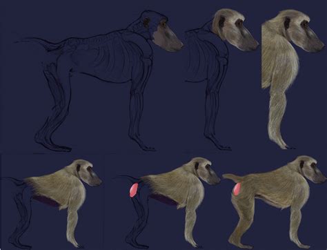 baboon anatomy study and coloring . old stuff did it for live action ...